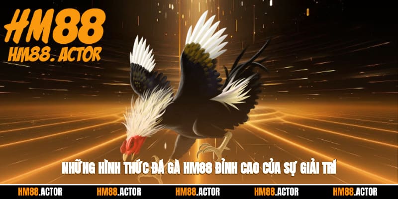 Những hình thức đá gà HM88 “đỉnh cao” của sự giải trí